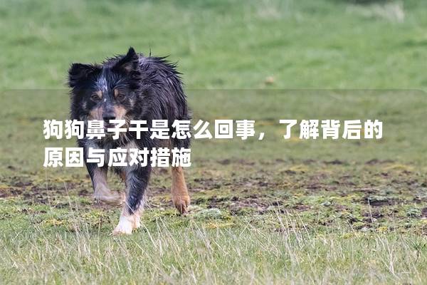 狗狗鼻子干是怎么回事，了解背后的原因與應對措施
