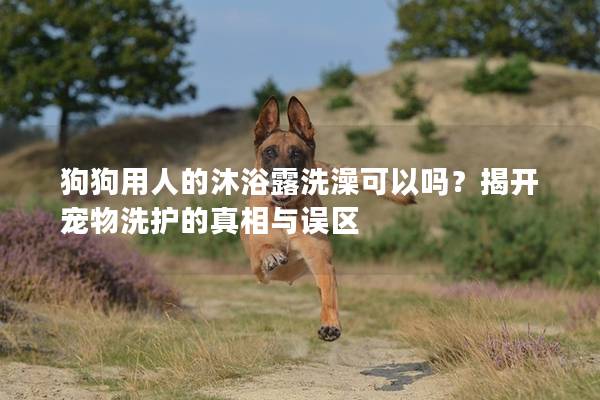 狗狗用人的沐浴露洗澡可以嗎？揭開寵物洗護的真相與誤區(qū)