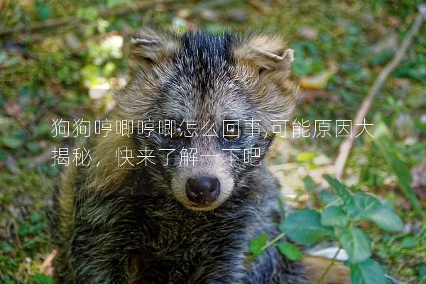 狗狗哼唧哼唧怎么回事,可能原因大揭秘，快來了解一下吧