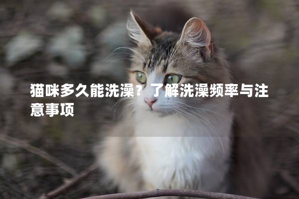 貓咪多久能洗澡？了解洗澡頻率與注意事項