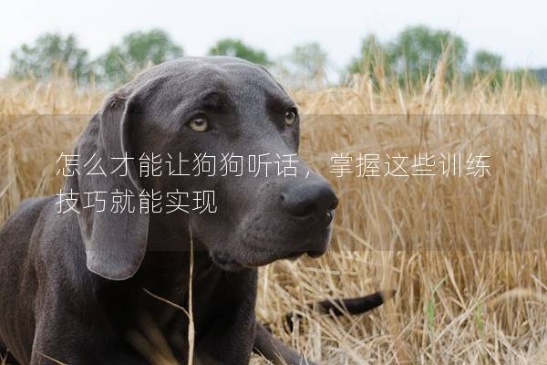 怎么才能讓狗狗聽話,掌握這些訓練技巧就能實現 怎么才能讓狗狗聽話,掌握這些訓練技巧就能實現