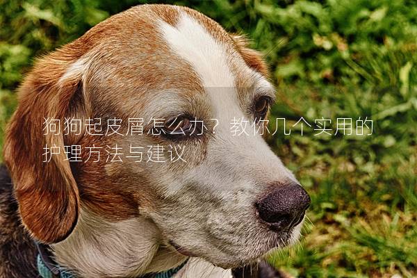 狗狗起皮屑怎么辦？教你幾個實用的護理方法與建議