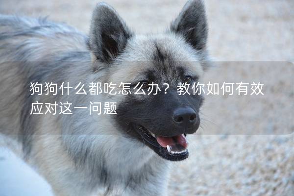 狗狗什么都吃怎么辦？教你如何有效應對這一問題
