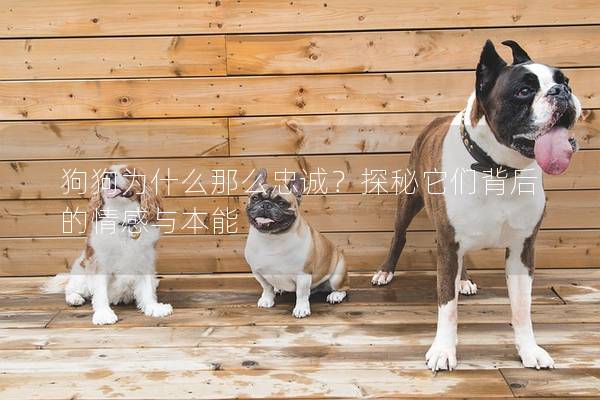 狗狗為什么那么忠誠？探秘它們背后的情感與本能