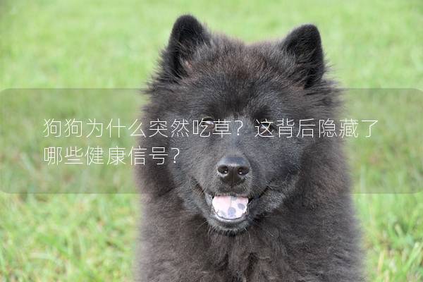 狗狗為什么突然吃草？這背后隱藏了哪些健康信號？