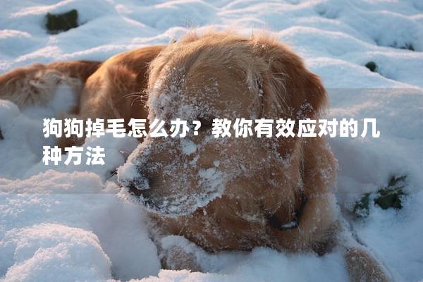 狗狗掉毛怎么辦?教你有效應對的幾種方法 狗狗掉毛怎么辦?教你有效應對的幾種方法