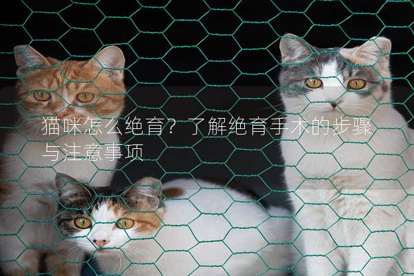 貓咪怎么絕育?了解絕育手術的步驟與注意事項