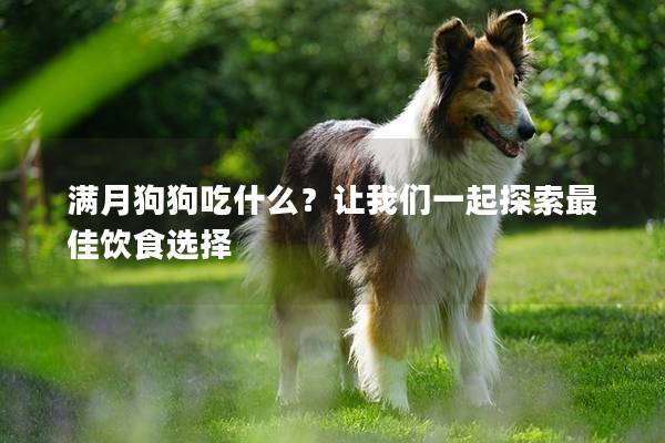 滿月狗狗吃什么？讓我們一起探索最佳飲食選擇