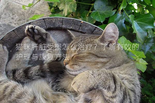 貓咪肝臟受損怎么治療？了解有效的護理與康復(fù)方法