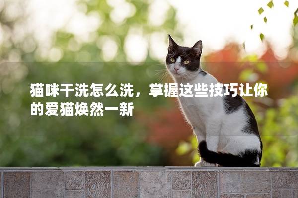貓咪干洗怎么洗，掌握這些技巧讓你的愛貓煥然一新