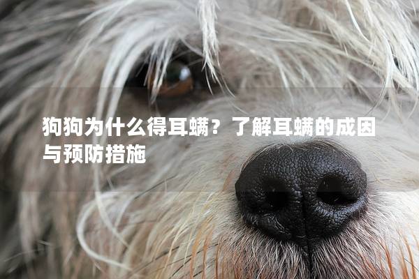 狗狗為什么得耳螨？了解耳螨的成因與預防措施