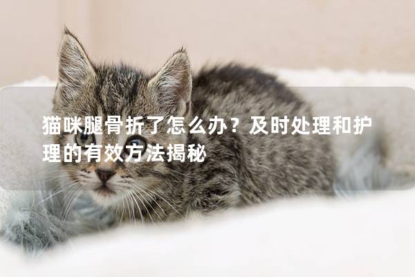 貓咪腿骨折了怎么辦？及時(shí)處理和護(hù)理的有效方法揭秘