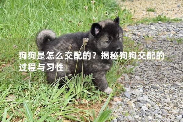 狗狗是怎么交配的？揭秘狗狗交配的過(guò)程與習(xí)性