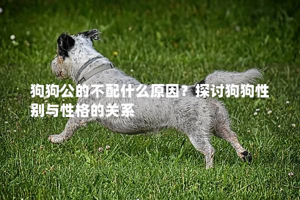 狗狗公的不配什么原因？探討狗狗性別與性格的關(guān)系
