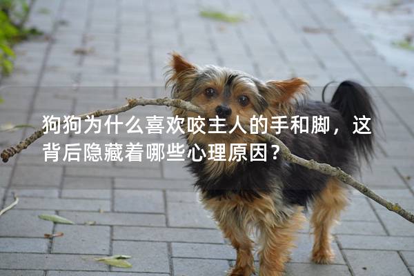 狗狗為什么喜歡咬主人的手和腳,這背后隱藏著哪些心理原因? 狗狗為什么喜歡咬主人的手和腳,這背后隱藏著哪些心理原因?