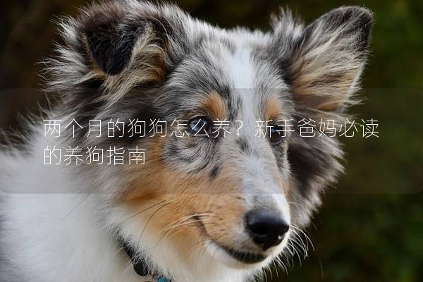 兩個(gè)月的狗狗怎么養(yǎng)？新手爸媽必讀的養(yǎng)狗指南