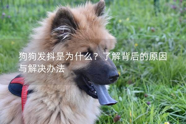 狗狗發(fā)抖是為什么？了解背后的原因與解決辦法