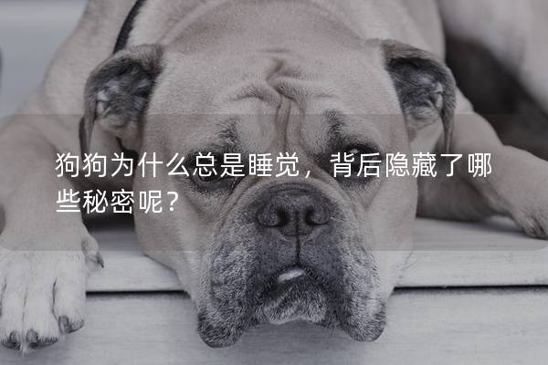 狗狗為什么總是睡覺，背后隱藏了哪些秘密呢？