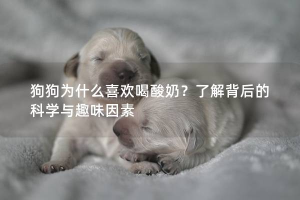 狗狗為什么喜歡喝酸奶？了解背后的科學與趣味因素