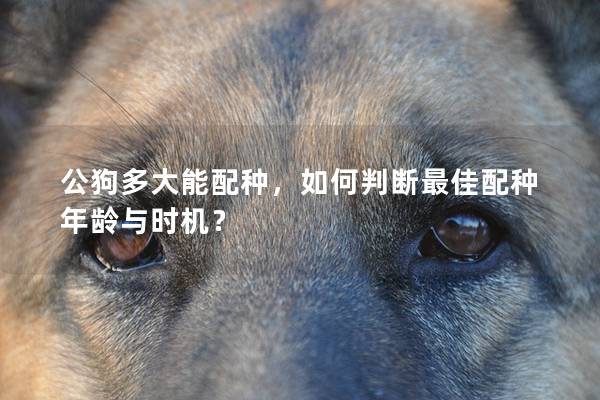 公狗多大能配種，如何判斷最佳配種年齡與時機？