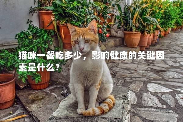 貓咪一餐吃多少，影響健康的關(guān)鍵因素是什么？