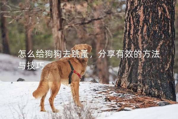 怎么給狗狗去跳蚤，分享有效的方法與技巧