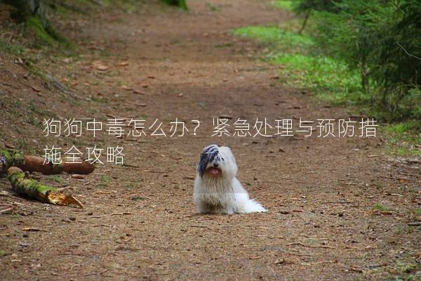狗狗中毒怎么辦？緊急處理與預防措施全攻略