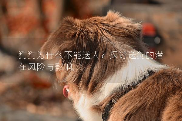 狗狗為什么不能送人？探討送狗的潛在風險與影響