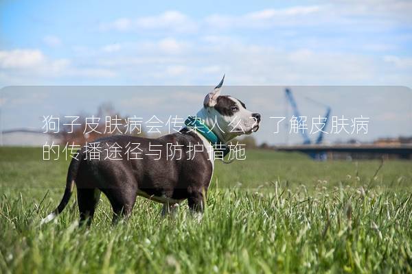 狗子皮膚病會傳染人么?了解皮膚病的傳播途徑與防護措施 狗子皮膚病會傳染人么?了解皮膚病的傳播途徑與防護措施