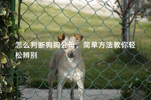怎么判斷狗狗公母，簡(jiǎn)單方法教你輕松辨別